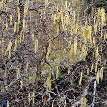 Troldhassel - Corylus ave. 'Contorata'